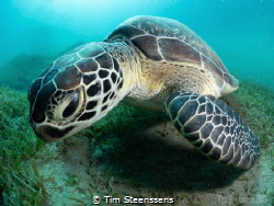 Green turtle in the bay of Abu Dabbab by Tim Steenssens 